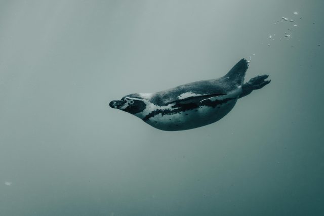 pinguinoek