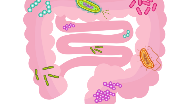 Heste-mikrobiota, sindrome metabolikoarekin lotutako asaldurak kudeatzeko diana terapeutiko gisa