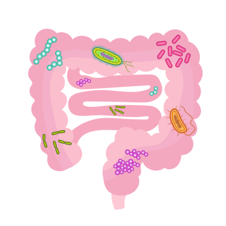 Heste-mikrobiota, sindrome metabolikoarekin lotutako asaldurak kudeatzeko diana terapeutiko gisa
