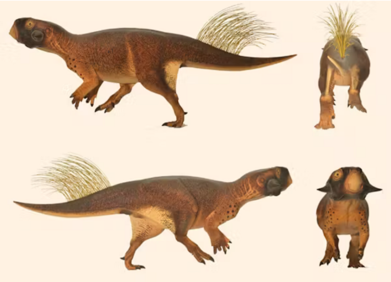 Nola jakin dezakegu nolakoak ziren dinosauroak haien hezurrak bakarrik baditugu?