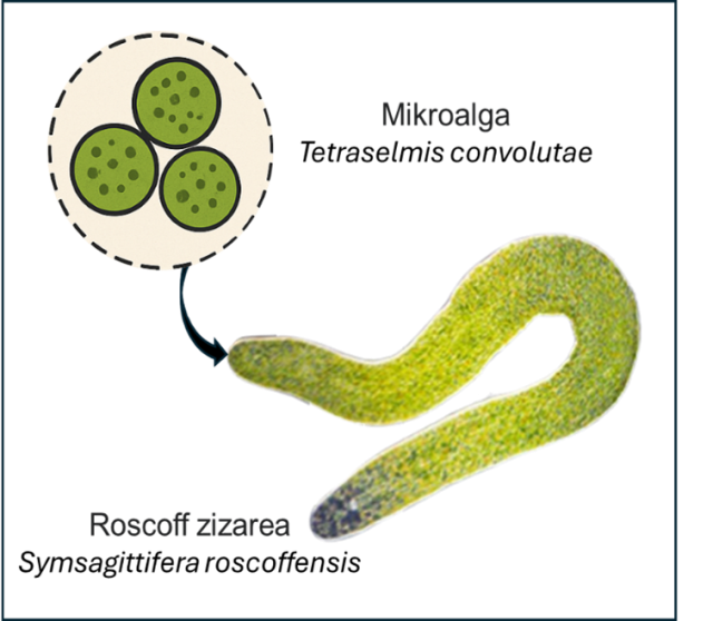 Symsagittifera