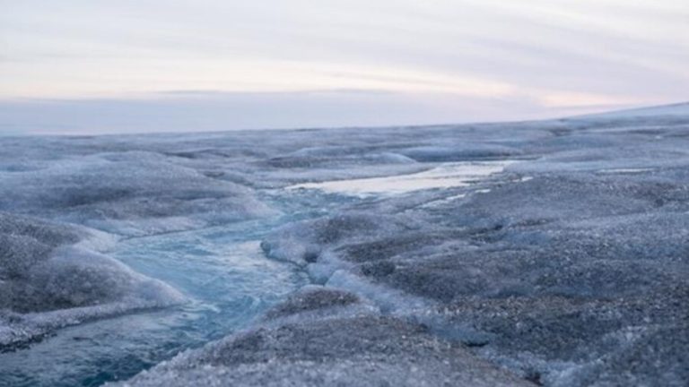 Klima-aldaketaren giltzarri izan daitekeen izotz-alga erresilientea