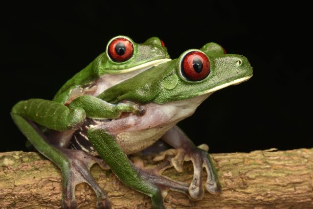 eredu