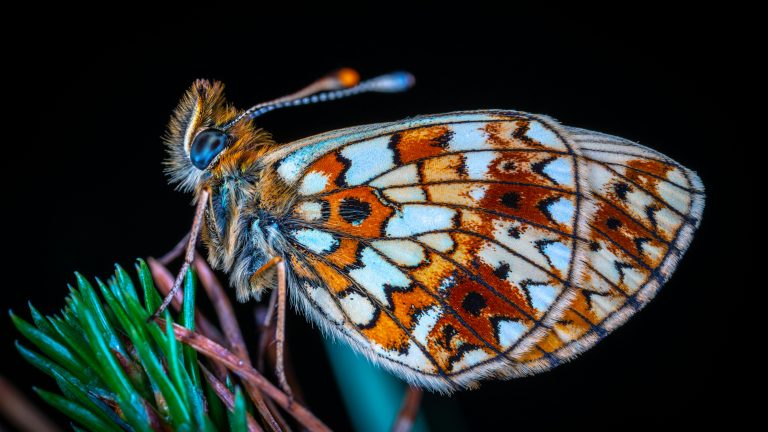 Animaliek pertsonek ikusten ditugun kolore berak ikusten dituzte?