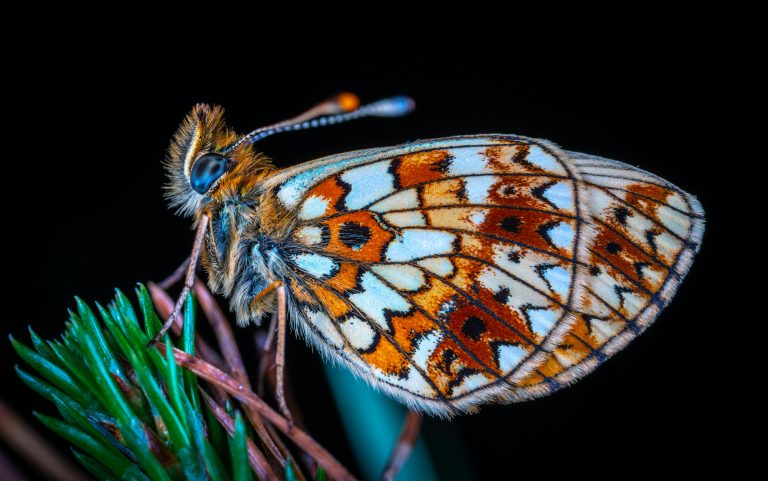 Animaliek pertsonek ikusten ditugun kolore berak ikusten dituzte?