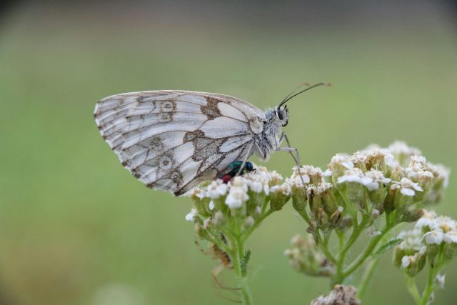 Polinizatzaileen dibertsitatea