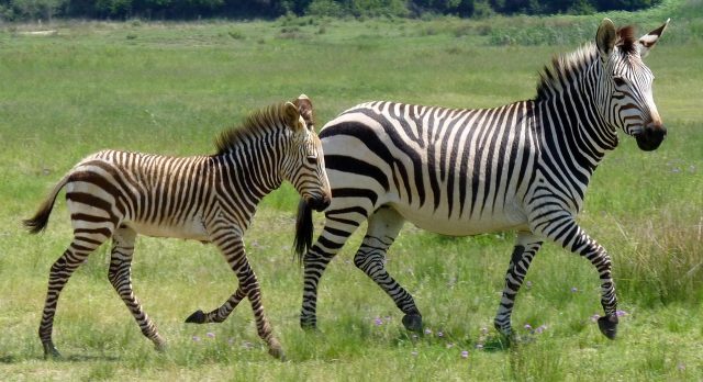 Zebrak