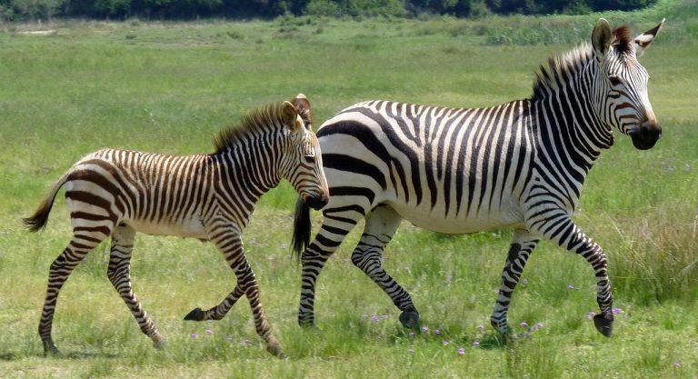 Zebrak eta marrak