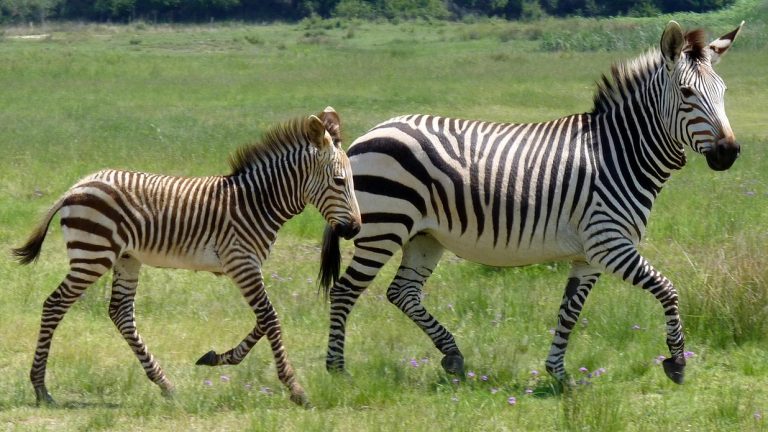 Zebrak eta marrak