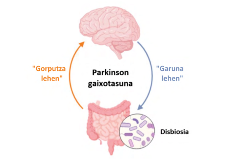 Mikrobiota-heste-garun ardatza Parkinson gaixotasunean