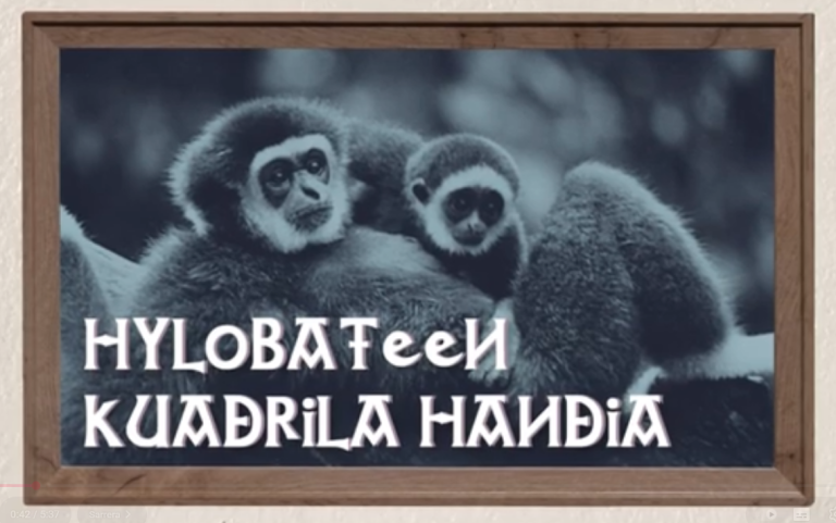 Hylobateen kuadrilla handia