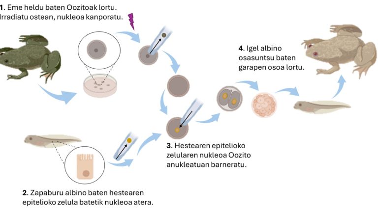 Medikuntza birsortzailearen hastapenak: John Gurdon, igelekin klonazioa landuz