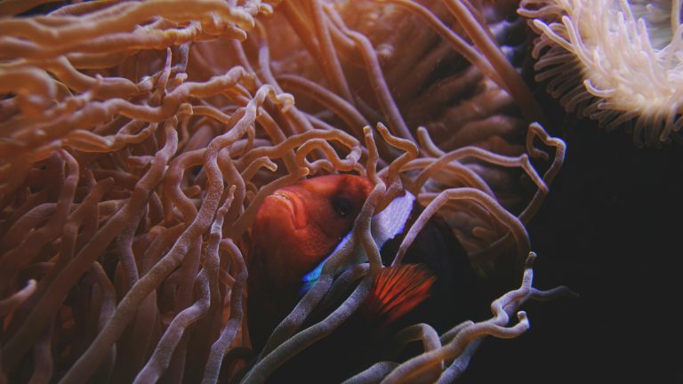 Asko dago deskubritzeko ozeanoetako bizitzari buruz?