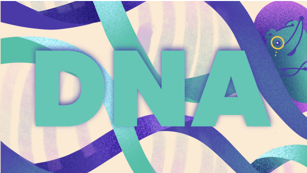 Kiñuren begirada: DNA