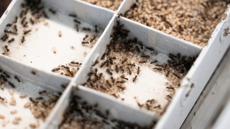 Gaixo daudenean sakrifikatzen diren inurri altruistak