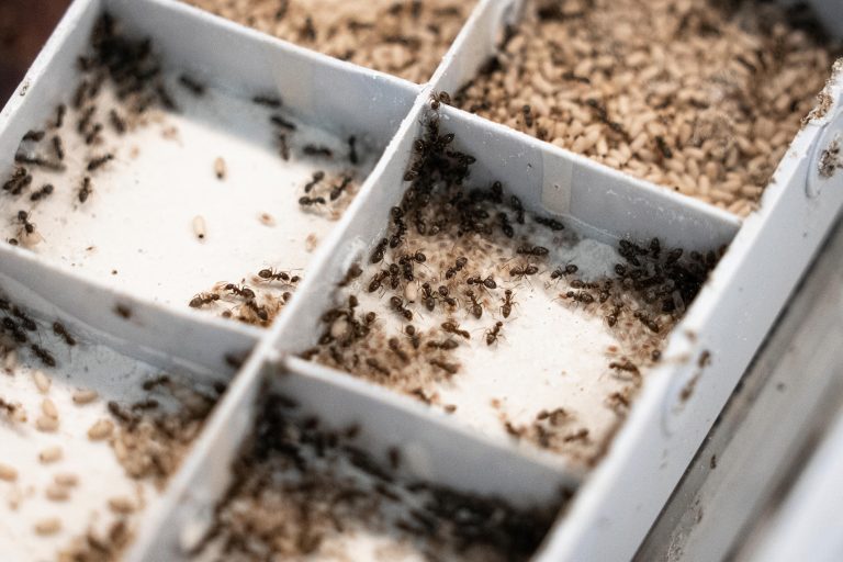 Gaixo daudenean sakrifikatzen diren inurri altruistak