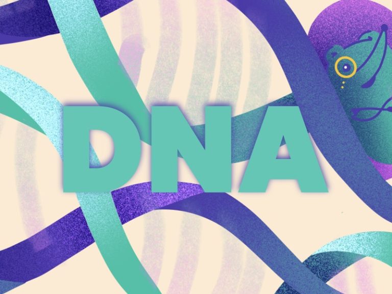 Kiñuren begirada: DNA