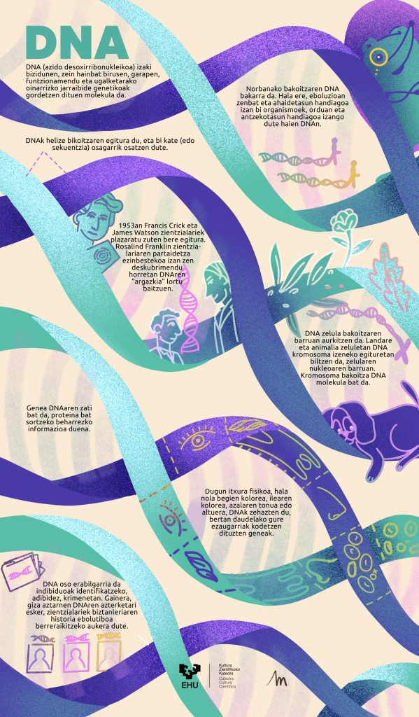 DNAri buruzko infografia. Bertan DNA zer den azaltzen da.