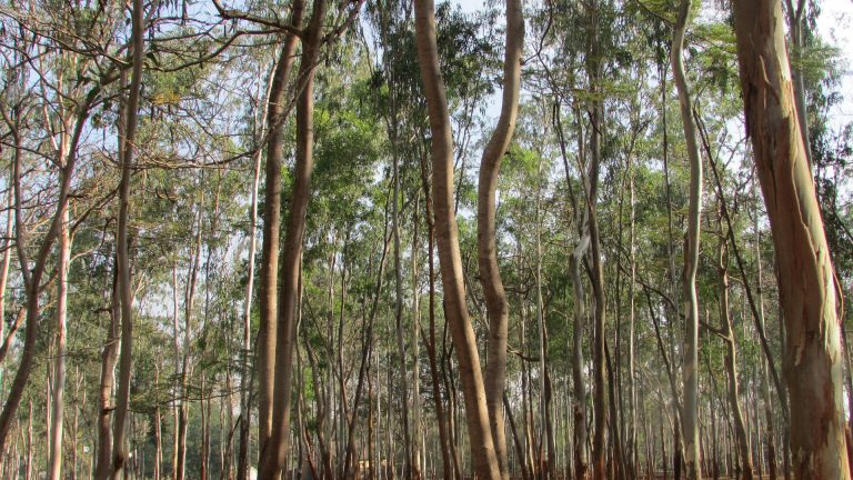 Eukalipto-landaketak biodibertsitatea aldatzen du