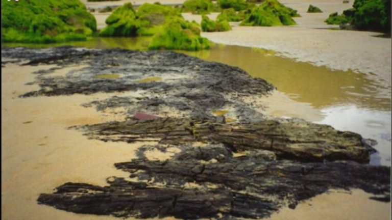 Orban beltzak hondartzan