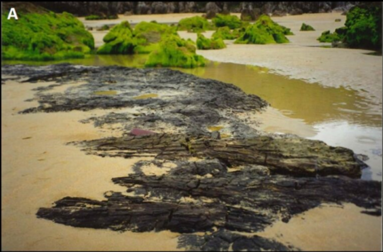 Orban beltzak hondartzan