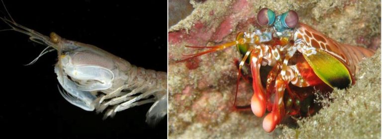 Mantis ganbak: eraso ultra azkarra eta ezkutu fononikoa