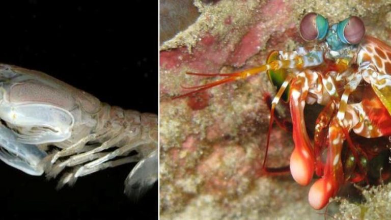 Mantis ganbak: eraso ultra azkarra eta ezkutu fononikoa