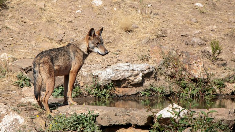 Iberiar otsoen dieta gorozkietan dagoen DNA bidez berreraikia