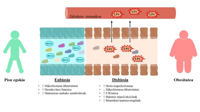 obesitatearen tratamendurako