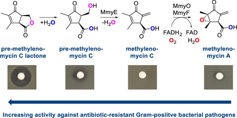Zoriz aurkitu den antibiotiko batek bakterio superresistentei aurre egiteko balio lezake