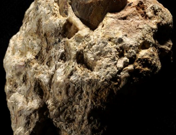 Iraganeko habitatak argitzen duen arrasto metabolikoa