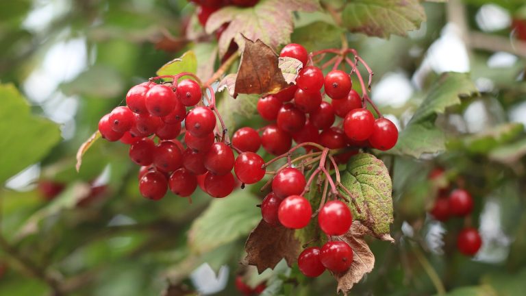 Historiaurreko sukaldarien trikimailuak
