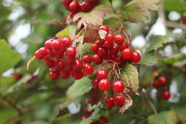 Historiaurreko sukaldarien trikimailuak