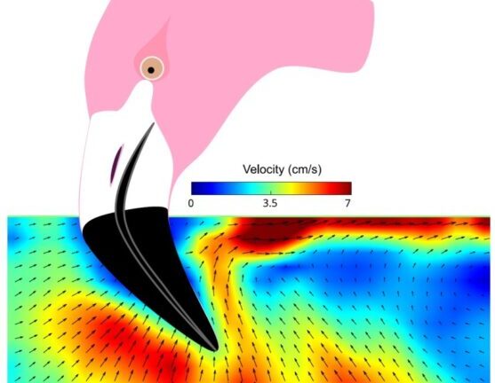 Bortizeak, fluidoen dinamikak eta flamenkoen elikadura