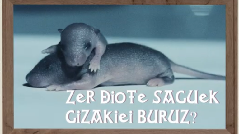 Zer diote saguek gizakiei buruz?