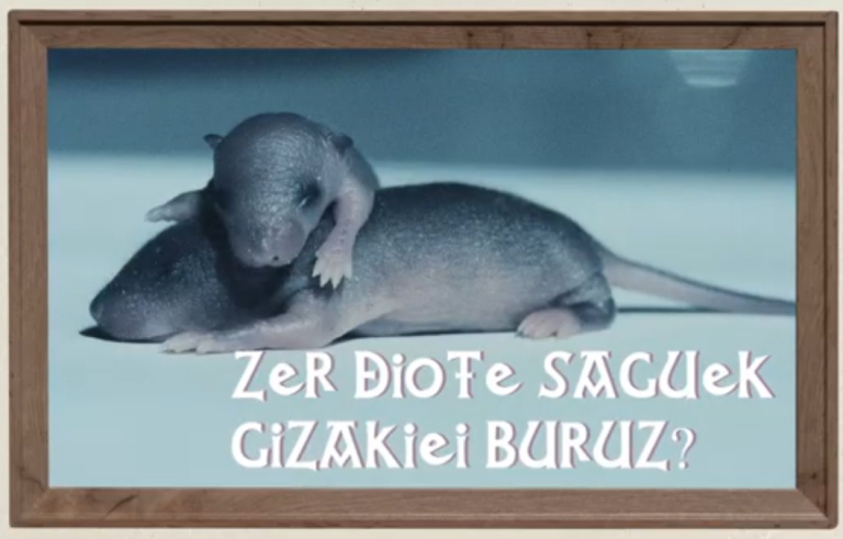 Zer diote saguek gizakiei buruz?