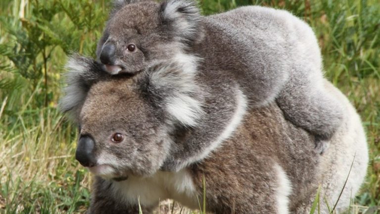 Aniztasun genetikoa ez da arrakasta ebolutiboaren sinonimoa