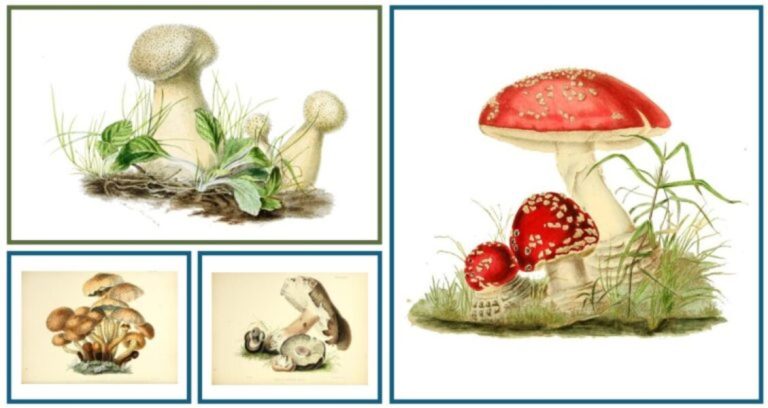 Anna Maria Reed Hussey (1805-1853), ilustratzaile eta idazle botanikoa