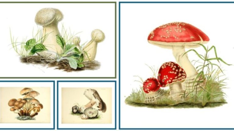 Anna Maria Reed Hussey (1805-1853), ilustratzaile eta idazle botanikoa