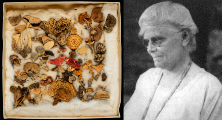 Elizabeth Eaton Morse (1864-1955), mikrobiologo berezia