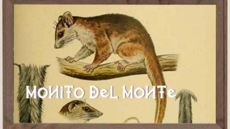 Monito