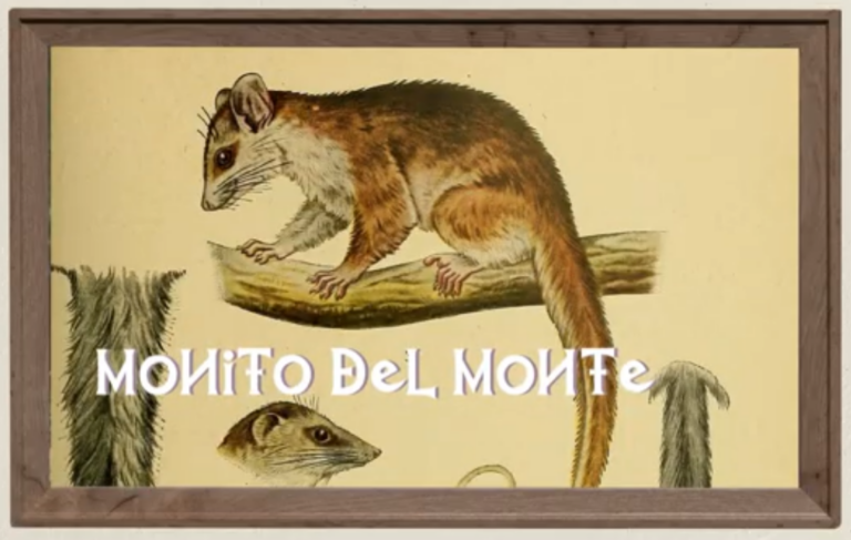 Monito del monte