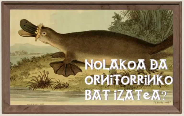 Nolakoa da ornitorrinko bat izatea?