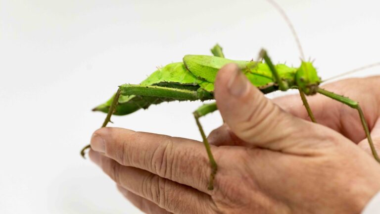 Sergi Romeu, entomologoa: “Intsektuak animalia gehienen menu nagusia dira”