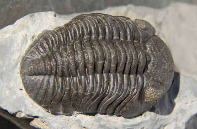 era geologiko
