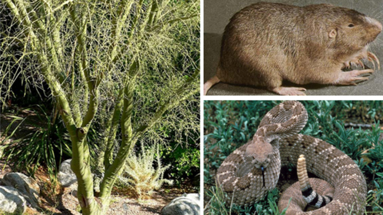 Animalien digestio-hodiaren bidezko landareen sakabanatzeari buruzko bi kasu harrigarri