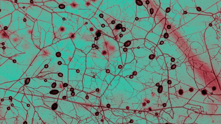 Lurpeko lehen mapa globalak agerian utzi du onddo-sareen eskala planetarioa